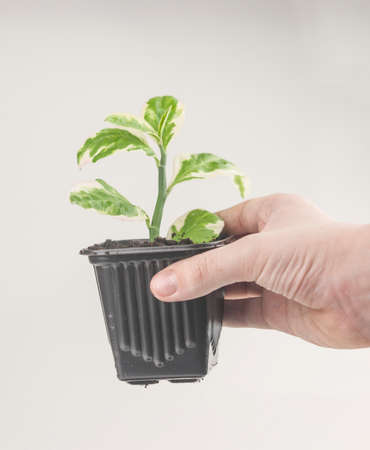 Plant care concept. Child hands are planting houseplant. Spring time. Potted plants.の写真素材