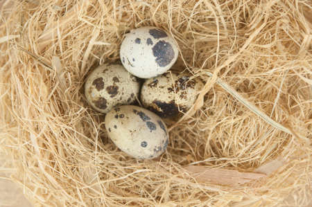 nest with quail eggs on a wooden kitchen table. Easter holiday. Space place to paste text, titleの写真素材