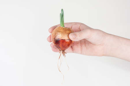 Child hand showing clear root of brown onion, ready of transplanting into a pot.の写真素材