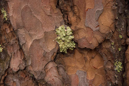 Green moss on a tree bark, Natural moss texture background