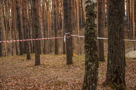 Spring time in the forest. Pine forest