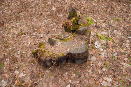 Old felled tree trunk in the forest in spring. Texture of an old rotten stump of a felled tree. Detailed warm dark brown tones of a felled tree trunk or stump.の写真素材