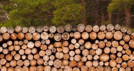 Many heartwood wall on the backgrounds. Heartwood logs stacked for vintage style background....