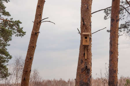 Wooden birdhouse for birds on a tree in the park.の写真素材