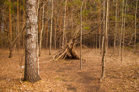 Hand-made hut made of sticks and logs in woodland