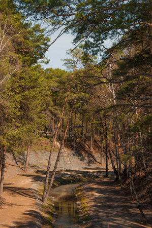 Green trees pine sandand small riverの写真素材