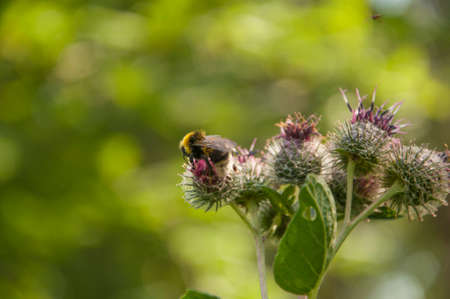 Blooming medicinal plant burdock. Arctium lappa commonly called greater burdock.