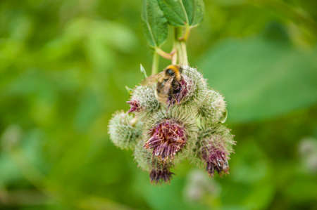Blooming medicinal plant burdock. Arctium lappa commonly called greater burdock.の写真素材