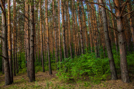 Forest landscape. Beautiful forest nature. Pinery in summerの写真素材