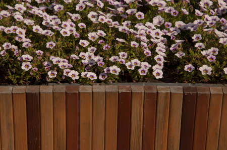 Colorful petunia flowers on a city street in a wooden pot. Floral landscaping brings a riot of color...