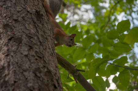 A small squirrel on a tree branch among the leaves on a bright day. Red squirrel sits on a tree branch in parkの写真素材