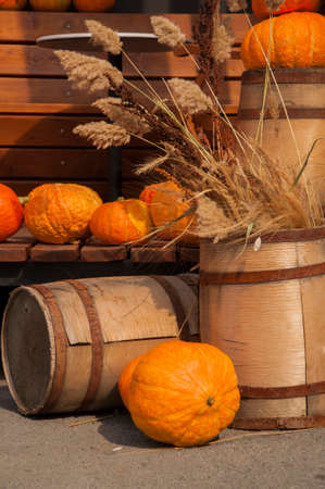Autumn harvest. Ripe pumpkins on a wooden background. Thanksgiving and halloween concept. Copy space.の写真素材