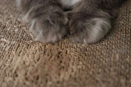 texture of car scratching card box, with gray cat paws
