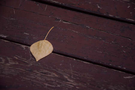 a fallen birch leaf lies on the open wooden platform floor of the city park, symbolizing the beginning of autumn and the end of summerの写真素材