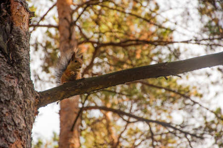 A wild squirel captured in a cold sunny autumn dayの写真素材