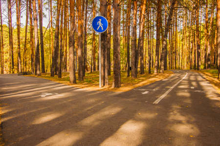 the crossroads forest road divides from one in two roads which each leads in different directions, autumn parkの写真素材