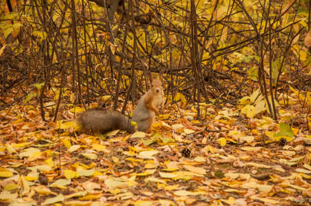 A wild squirel captured in a cold sunny autumn dayの写真素材