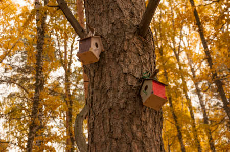 Feeders for birds in the autumn parkの写真素材