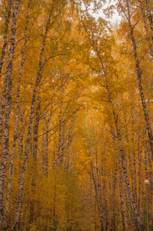Fallen yellow autumn leaves on the asphalt road in the park Small foliage. Plants. Autumn. Background. Texture. Autumn park. Fallen leavesの写真素材
