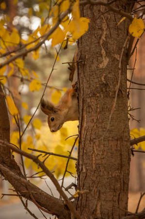 A wild squirel captured in a cold sunny autumn dayの写真素材