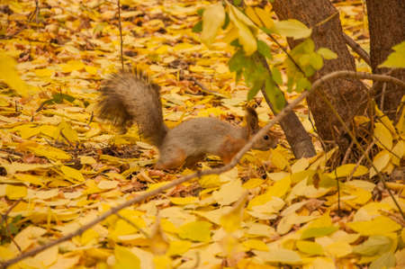 A wild squirel captured in a cold sunny autumn dayの写真素材
