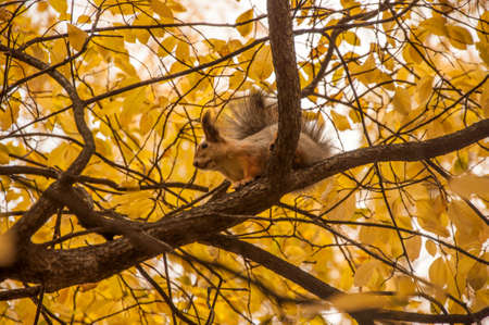 A wild squirel captured in a cold sunny autumn dayの写真素材