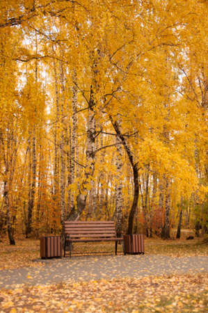 Autumn landscape, autumn in the city park. City park bench in the fall park, yellow fallen leaves on the road, autumn trees and golden autumn leaves, park landscapeの写真素材
