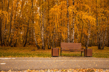 Autumn landscape, autumn in the city park. City park bench in the fall park, yellow fallen leaves on the road, autumn trees and golden autumn leaves, park landscapeの写真素材