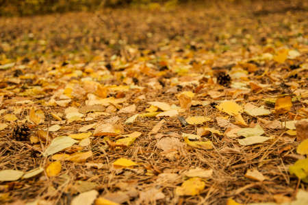 Yellow autumn leaves on ground in beautiful fall park. Fallen golden autumn leaves close up view on ground in sunny morning light yard. November nature macro leaf backgroundの写真素材