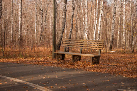Autumn landscape, autumn in the city park. City park bench in the fall park, yellow fallen leaves on the road, autumn trees and golden autumn leaves, park landscapeの写真素材
