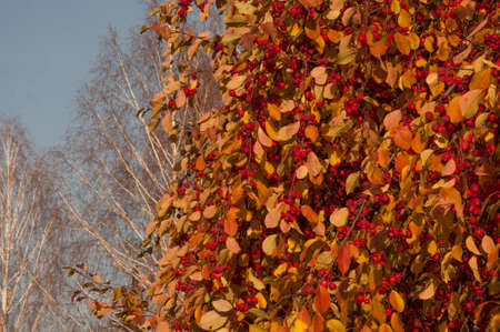 A bunch of wild apple tree with small bright red apples and green and yellow leaves is in a park in autumnの写真素材
