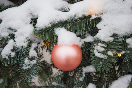 Winter nature Christmas background with frozen spruce, snow. Happy new year. Text space. Christmas toy, decoration.の写真素材