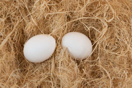 fresh eggs are on the straw with copy spaceの写真素材