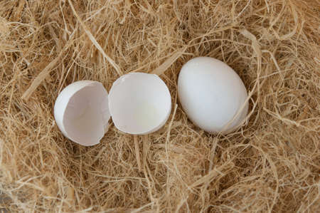 fresh eggs are on the straw with copy spaceの写真素材