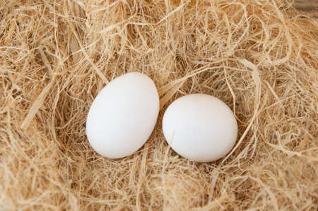 fresh eggs are on the straw with copy spaceの写真素材