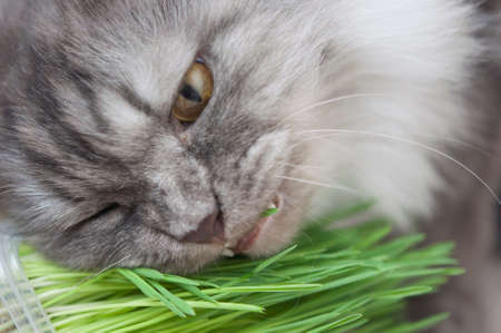 Cat is eating fresh green grass. Cat grass, pet grass. Natural hairball treatment, gray pet cat eating fresh grass. Concept of the health of Petsの写真素材