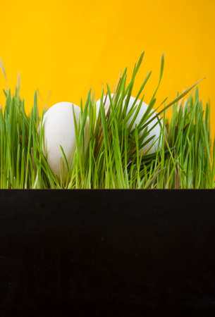 A group of two fresh eggs on the grass. Christian religious holiday. Easter symbol.の写真素材