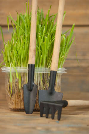 gardener's inventory, shovel, rake, grow together with green grass on a white background. The concept of spring and the beginning of gardening. Place for text.の写真素材