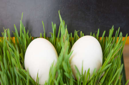 A group of two fresh eggs on the grass. Christian religious holiday. Easter symbol.