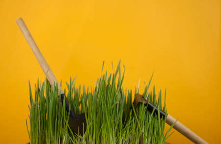 spring grass background. Grass over yellow background. nature background with grassの写真素材