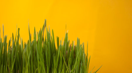 spring grass background. Grass over yellow background. nature background with grassの写真素材