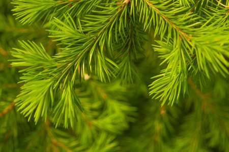 Detail of fresh spruce tree branches with young green needles. Close up of fir tree young branches in summer dayの写真素材