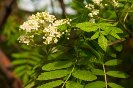 Sorbus aucuparia - Flowers rowan. lowering rowan in spring time. White flowers of the rowan treeの写真素材