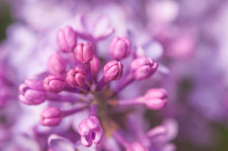 Big lilac branch bloom. Bright blooms of spring lilac bush. Spring blue lilac flowers close-up on blurred background. Bouquet of purple flowersの写真素材