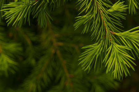Detail of fresh spruce tree branches with young green needles. Close up of fir tree young branches in summer dayの写真素材