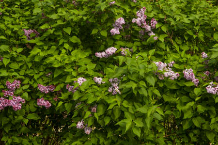 Big lilac branch bloom. Bright blooms of spring lilac bush. Spring blue lilac flowers close-up on blurred background. Bouquet of purple flowersの写真素材