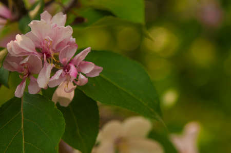 apple flowers on green leaves background. Spring blooming fruit trees. Springtime, blossom orchard. nature background.の写真素材
