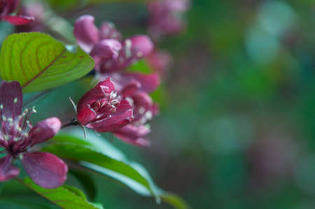 apple flowers on green leaves background. Spring blooming fruit trees. Springtime, blossom orchard. nature background.の写真素材