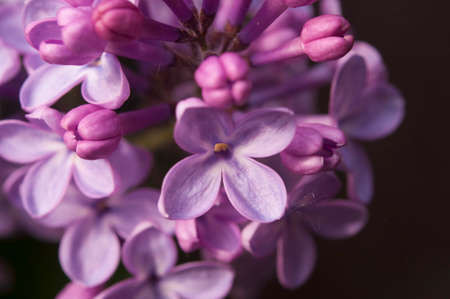 Big lilac branch bloom. Bright blooms of spring lilac bush. Spring blue lilac flowers close-up on blurred background. Bouquet of purple flowersの写真素材