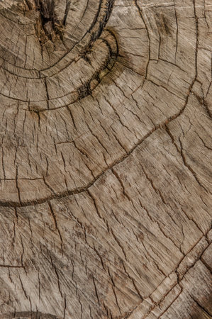 dry tree trunk cut long agoの写真素材
